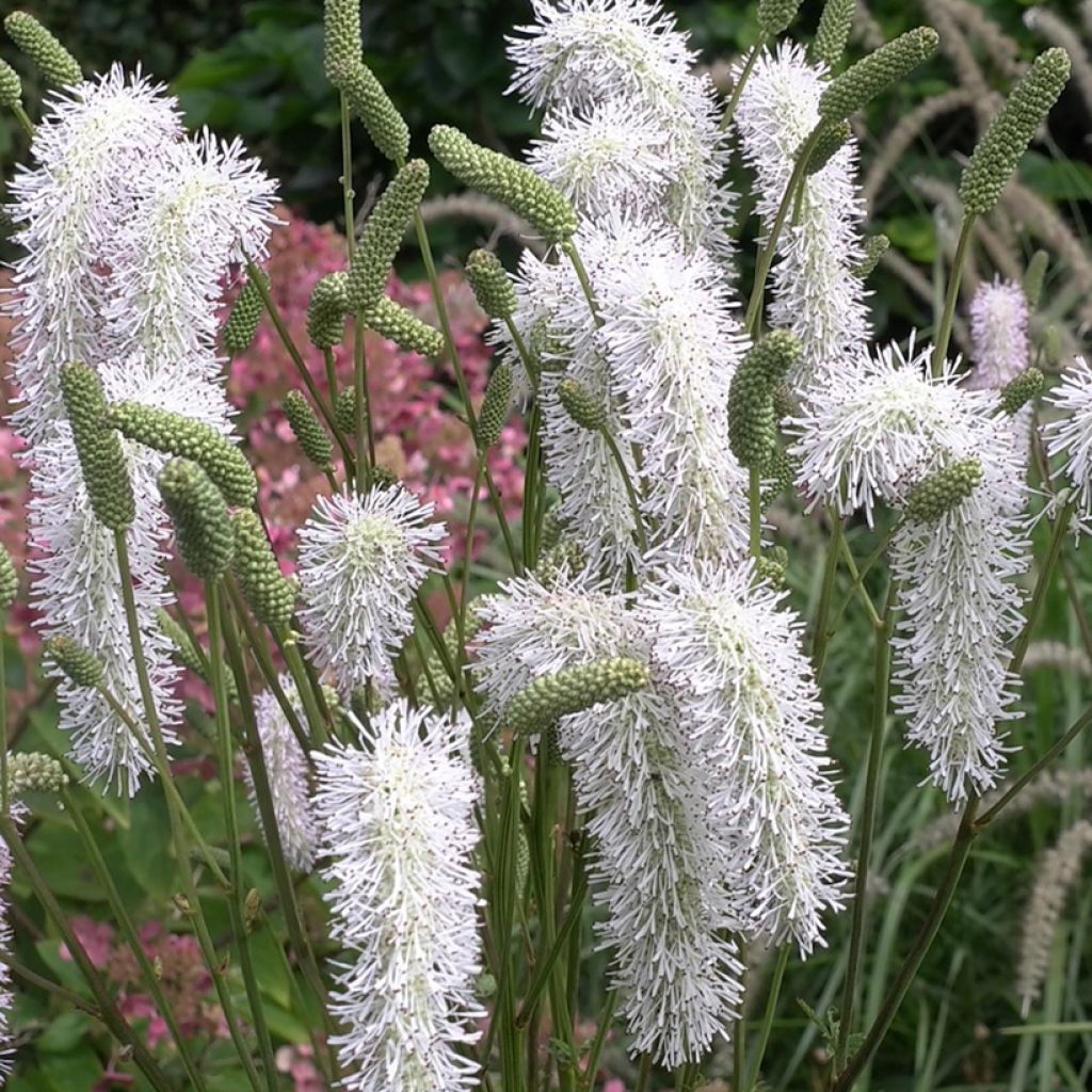 Sanguisorba White Brushes - Pimpernel
