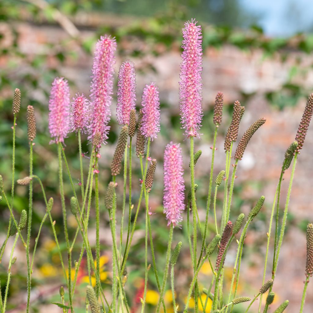 Sanguisorba hakusanensis - Pimpernel