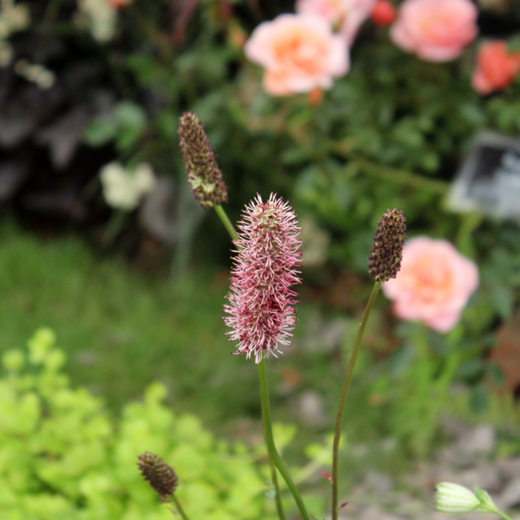 Sanguisorba menziesii - Pimpernel