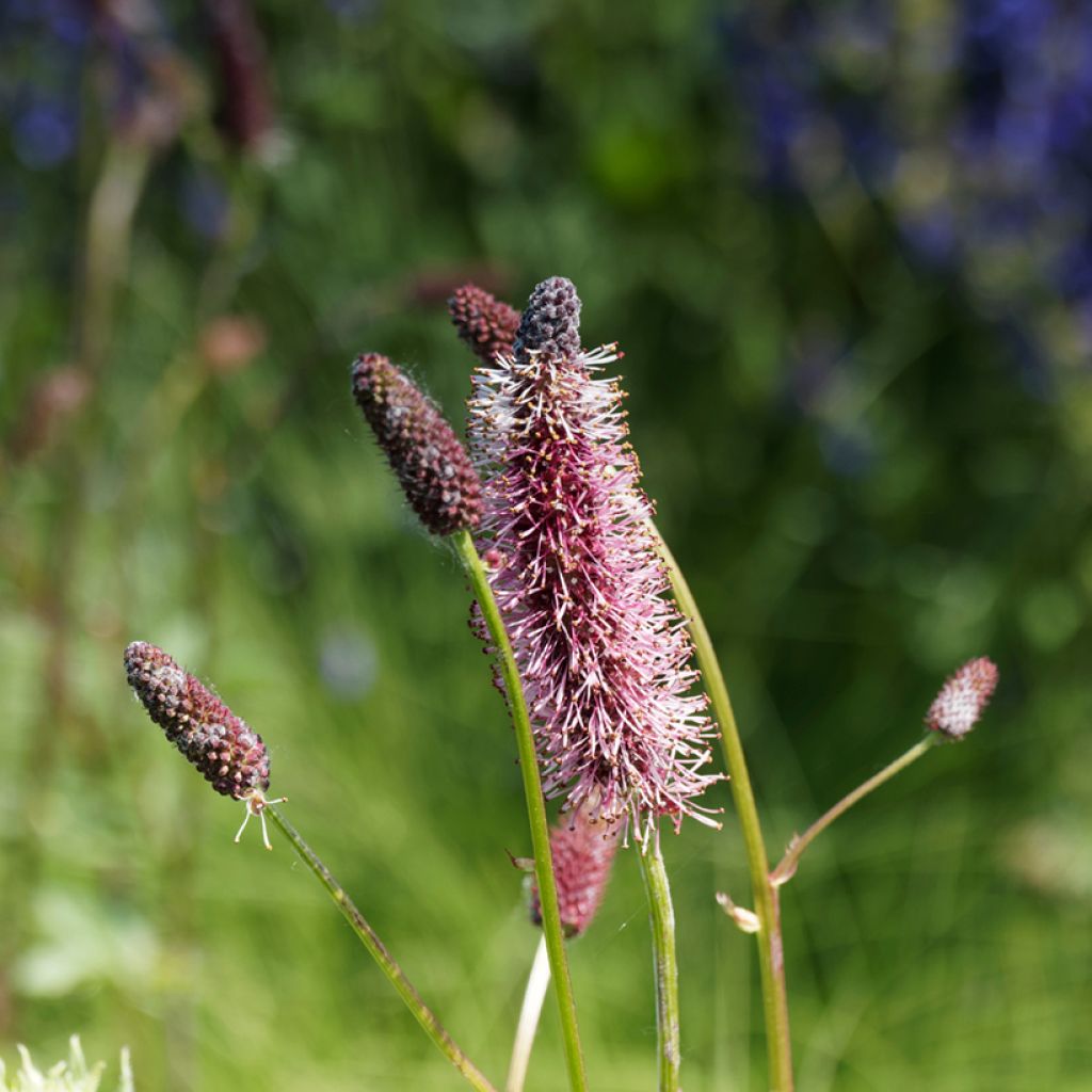 Sanguisorba menziesii - Pimpernel