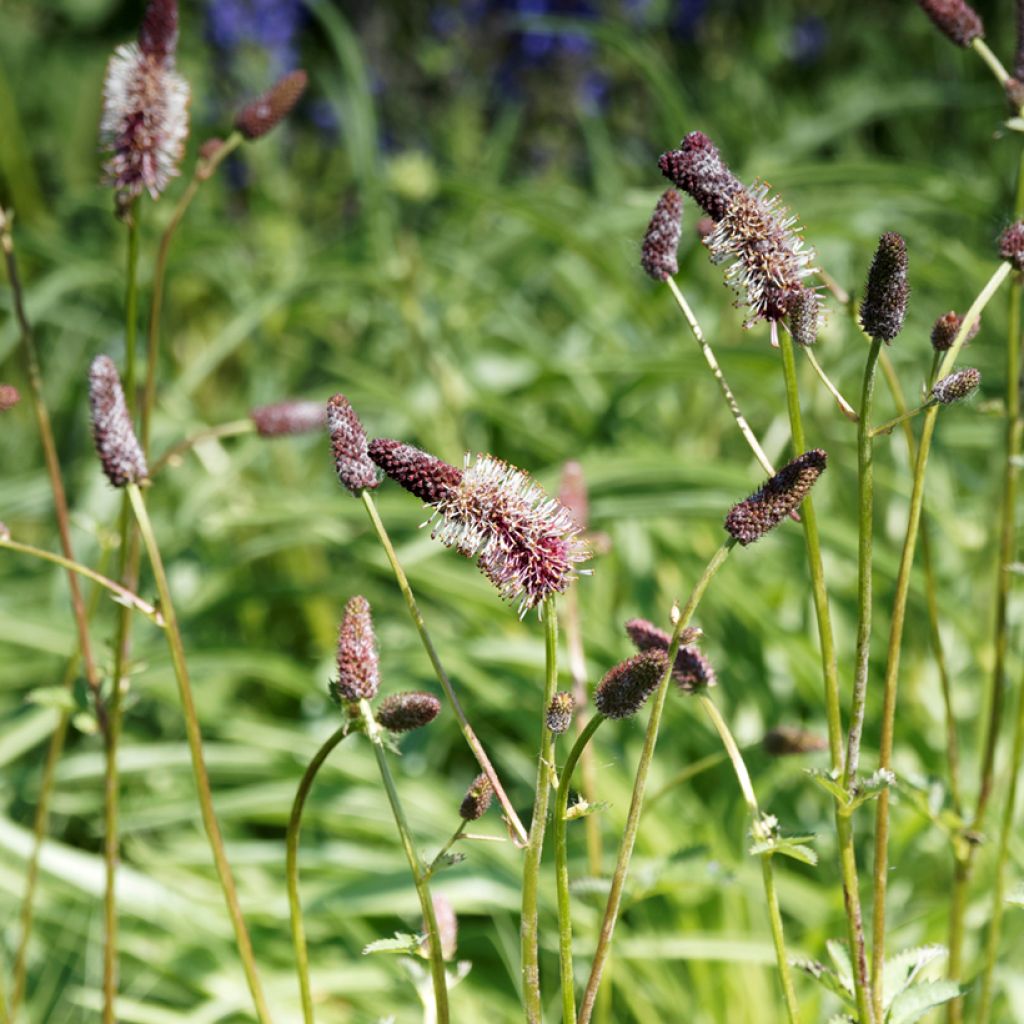 Sanguisorba menziesii - Pimpernel
