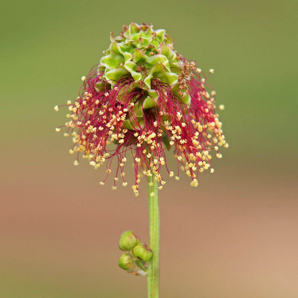 Sanguisorba minor - Kleine pimpernel