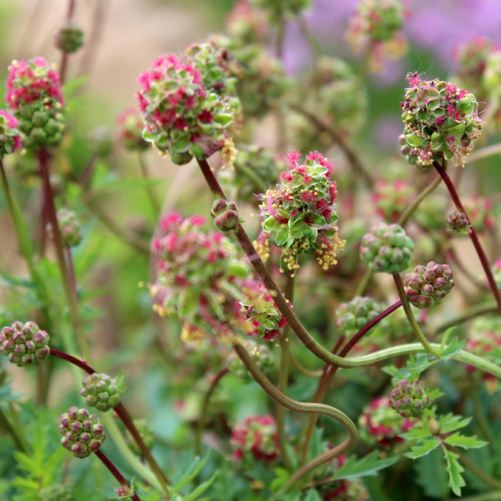 Sanguisorba minor - Kleine pimpernel