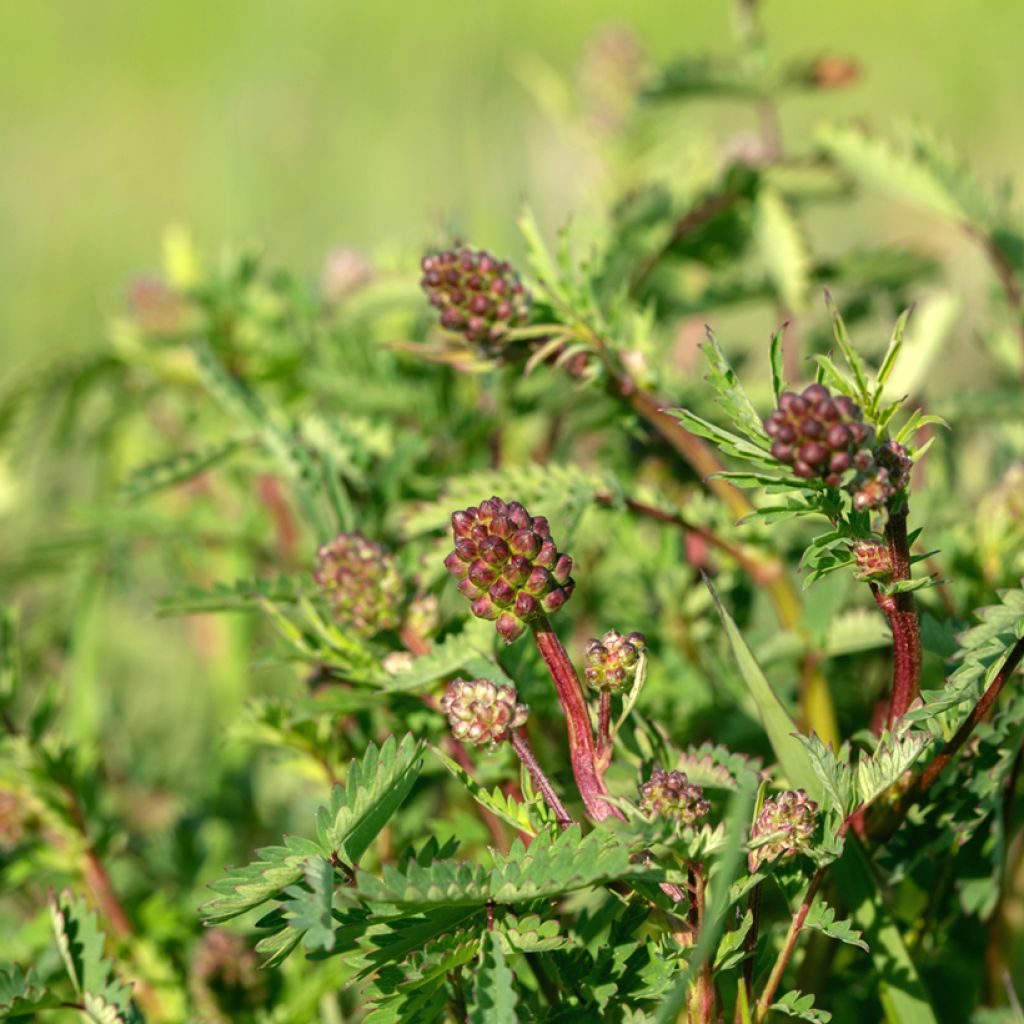 Sanguisorba minor - Kleine pimpernel
