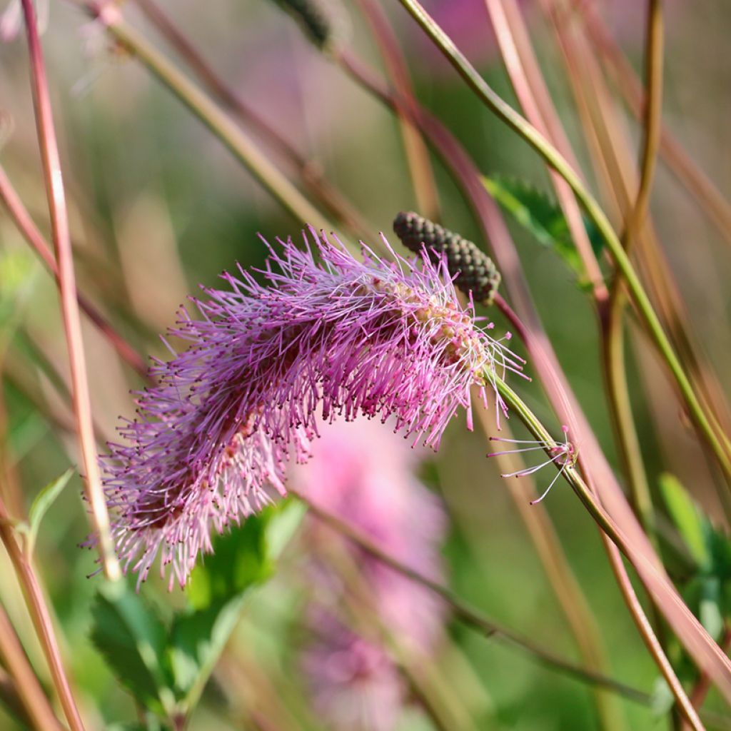 Sanguisorba obtusa - Pimpernel