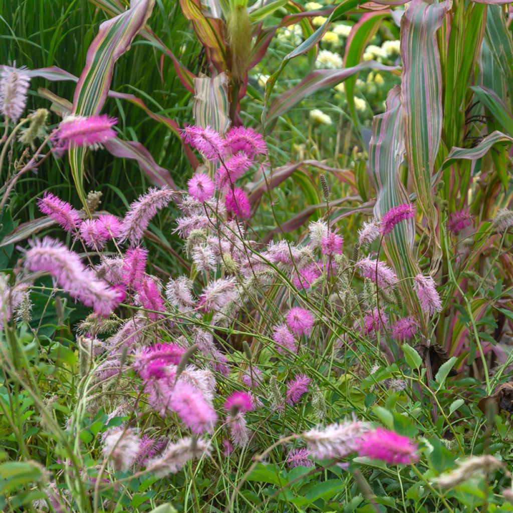 Sanguisorba obtusa - Pimpernel
