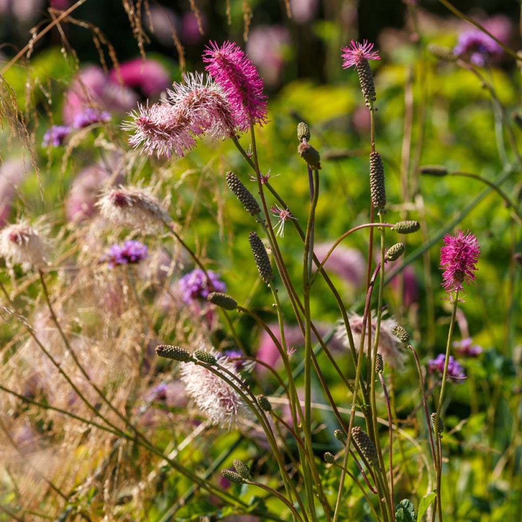 Sanguisorba obtusa - Pimpernel