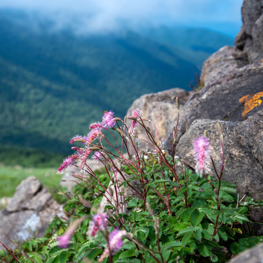 Sanguisorba obtusa - Pimpernel
