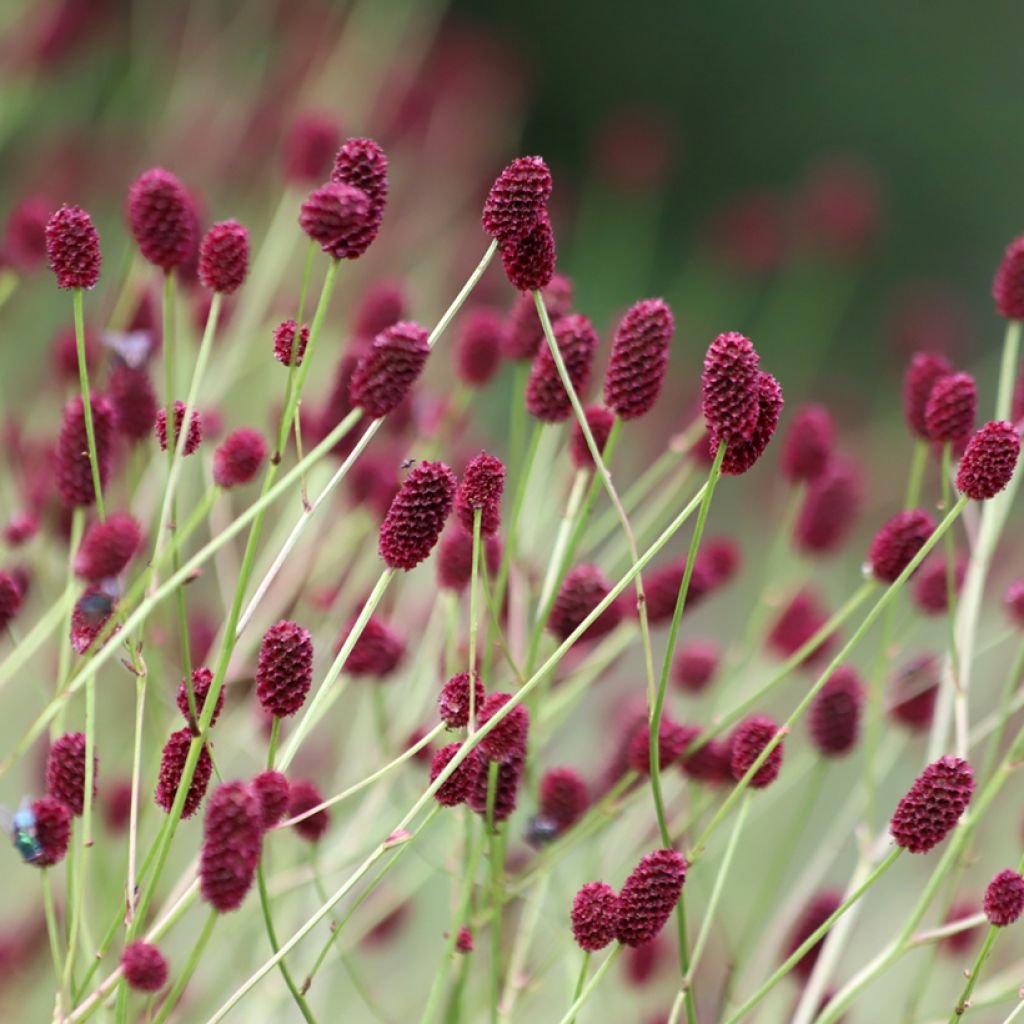 Sanguisorba officinalis Arnhem - Grote pimpernel