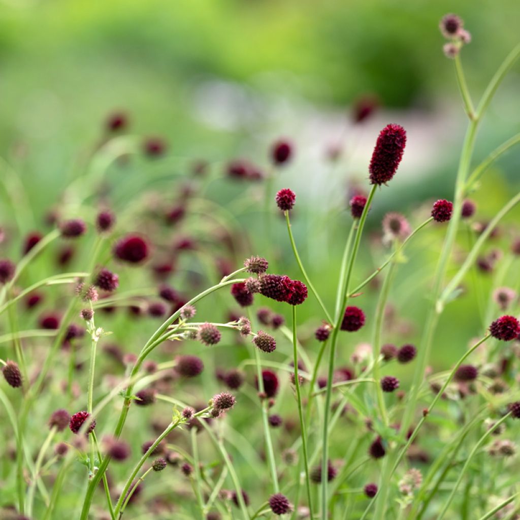 Sanguisorba officinalis Tanna - Grote pimpernel