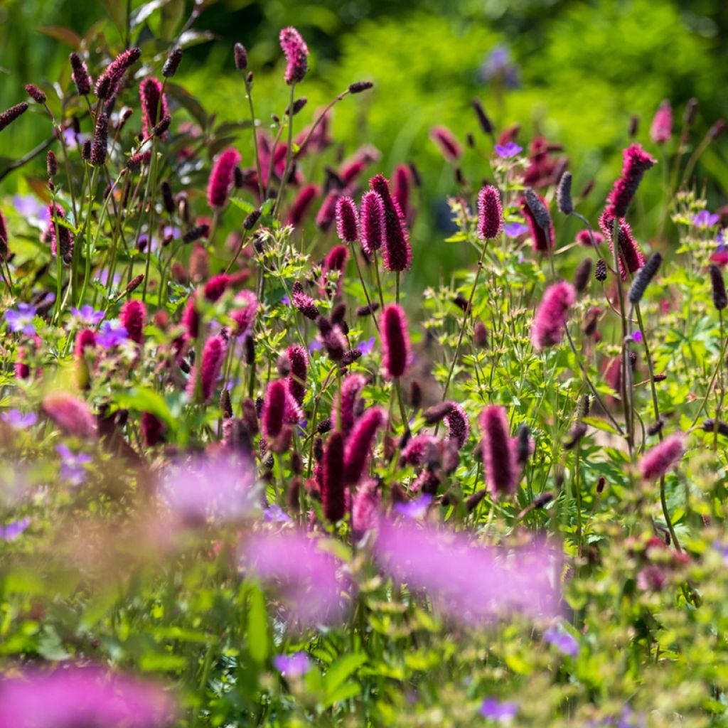 Sanguisorba officinalis Tanna - Grote pimpernel