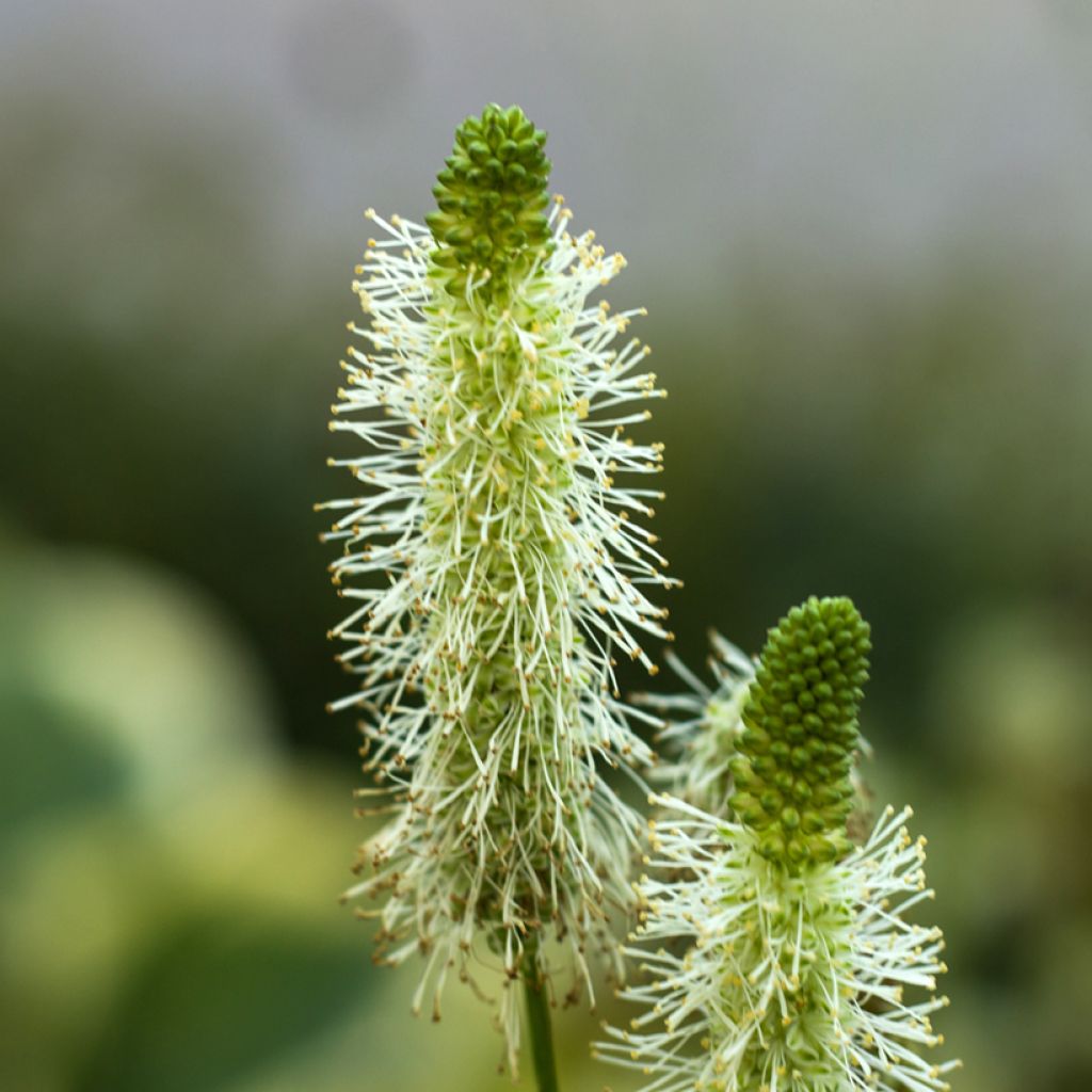 Sanguisorba tenuifolia Alba - Grote pimpernel
