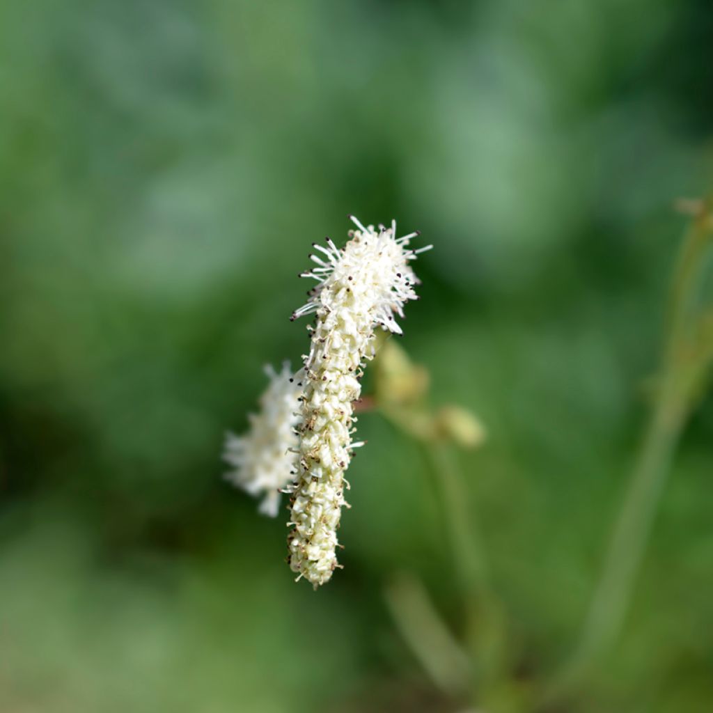 Sanguisorba tenuifolia Alba - Grote pimpernel