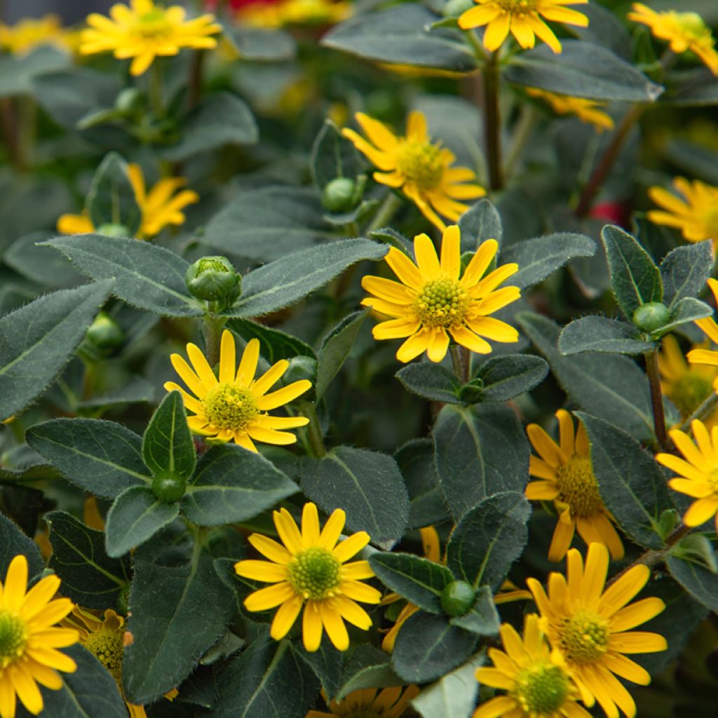 Sanvitalia Aztekengold - Huzarenknoop