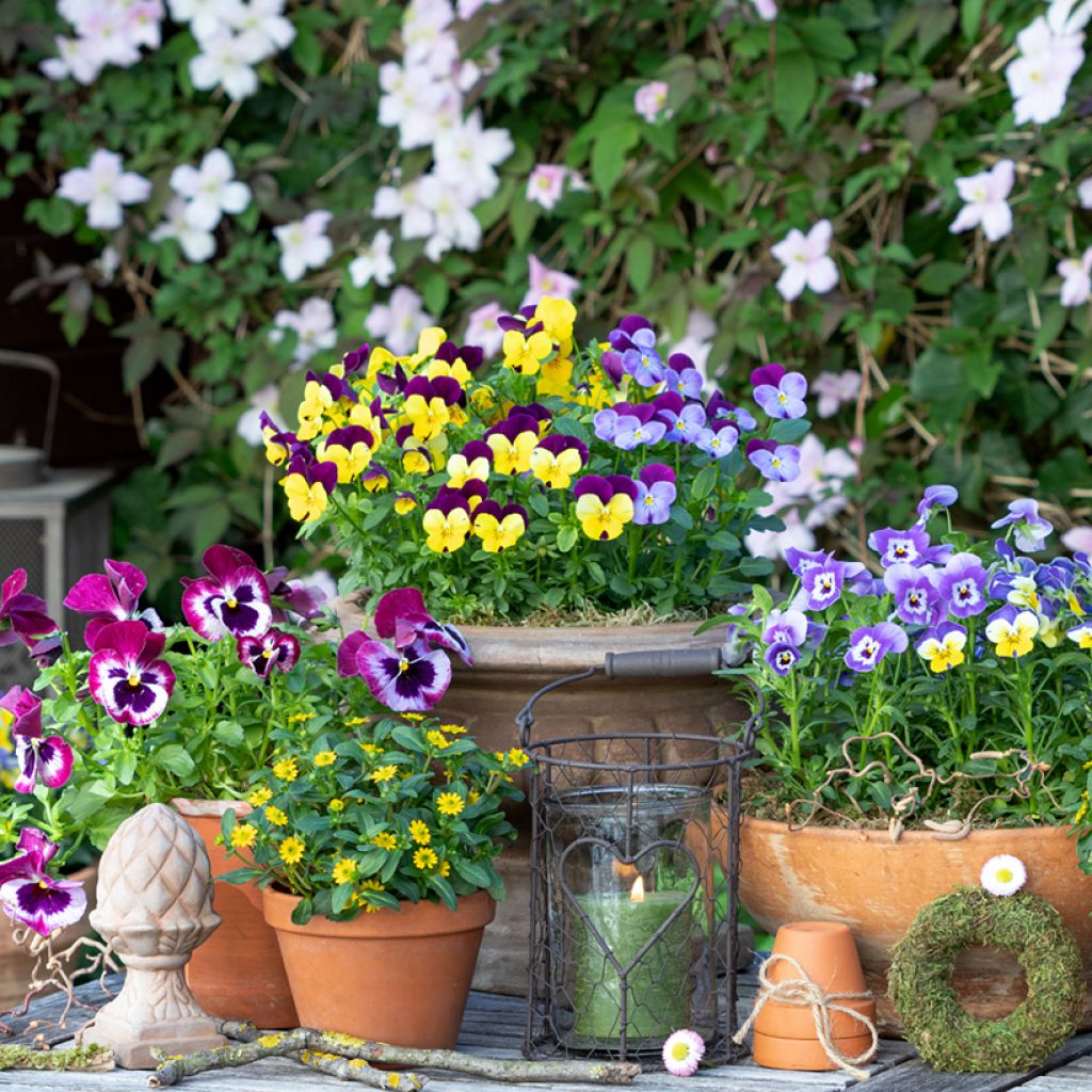 Sanvitalia Aztekengold - Huzarenknoop