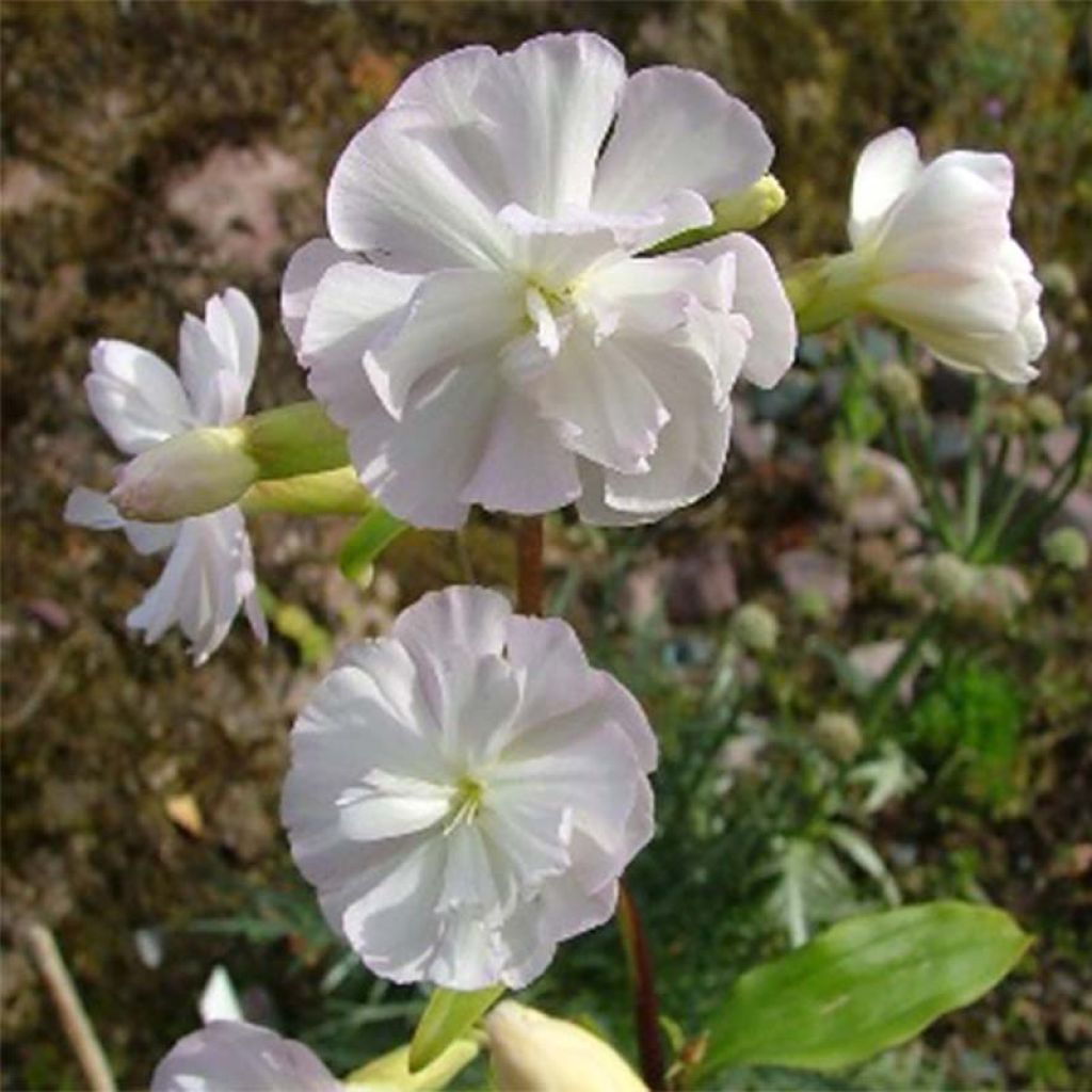 Saponaria officinalis Alba Plena - Zeepkruid wit dubbel