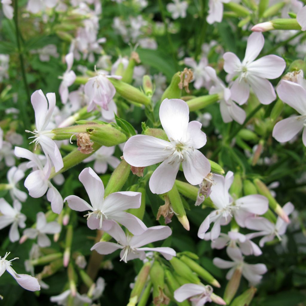 Saponaria officinalis - Zeepkruid