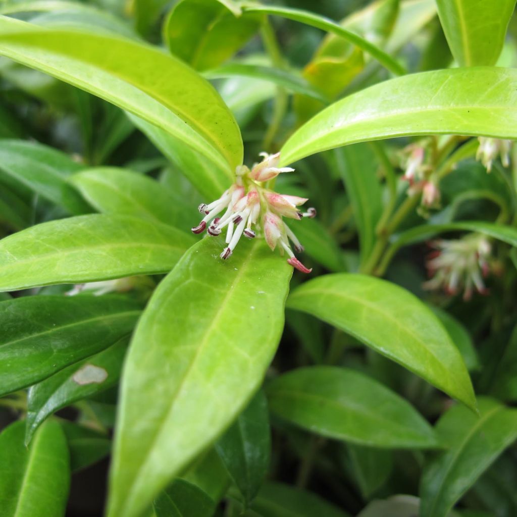 Sarcococca hookeriana humilis - Vleesbes