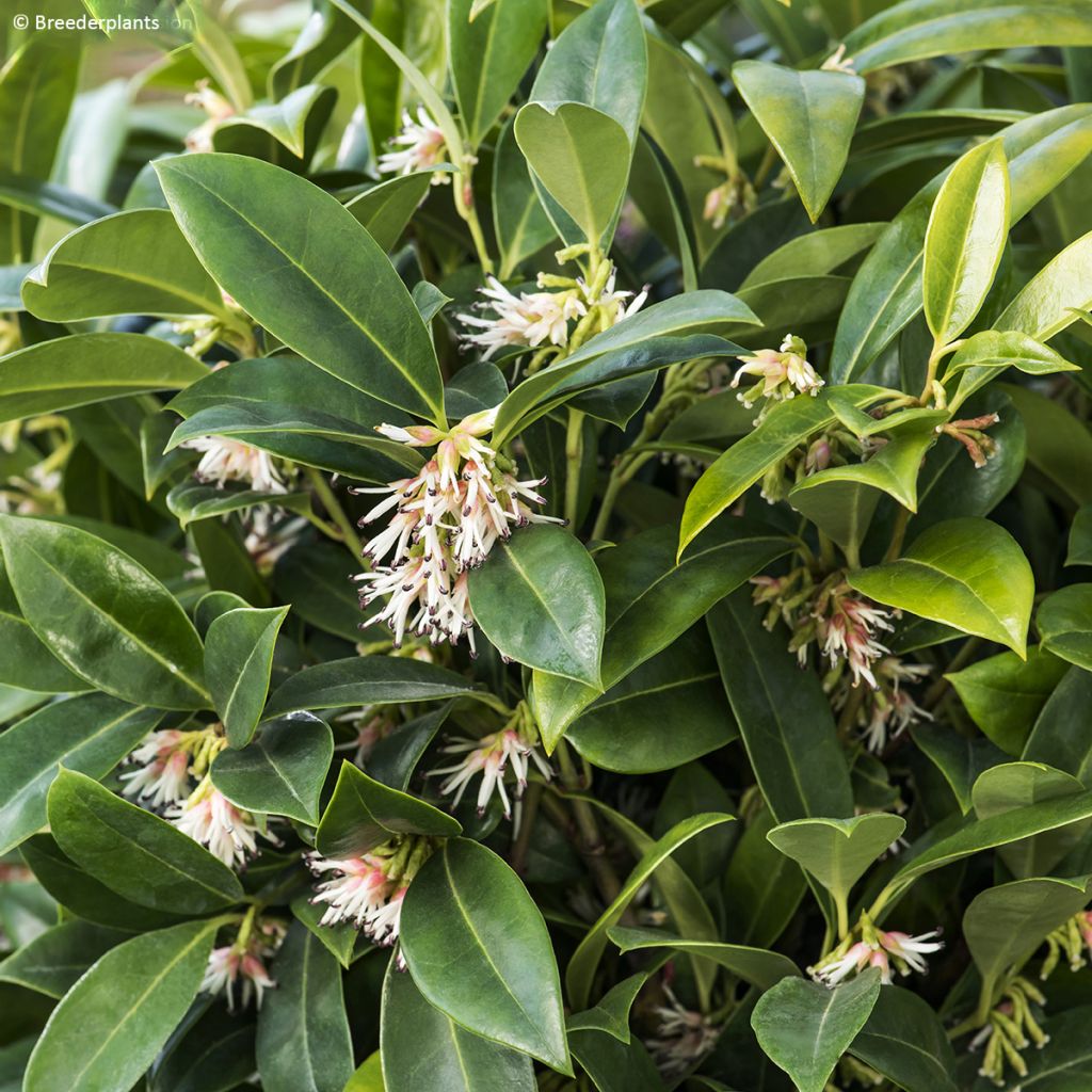 Sarcococca hookeriana var. humilis Fragrant Mountain - Vleesbes
