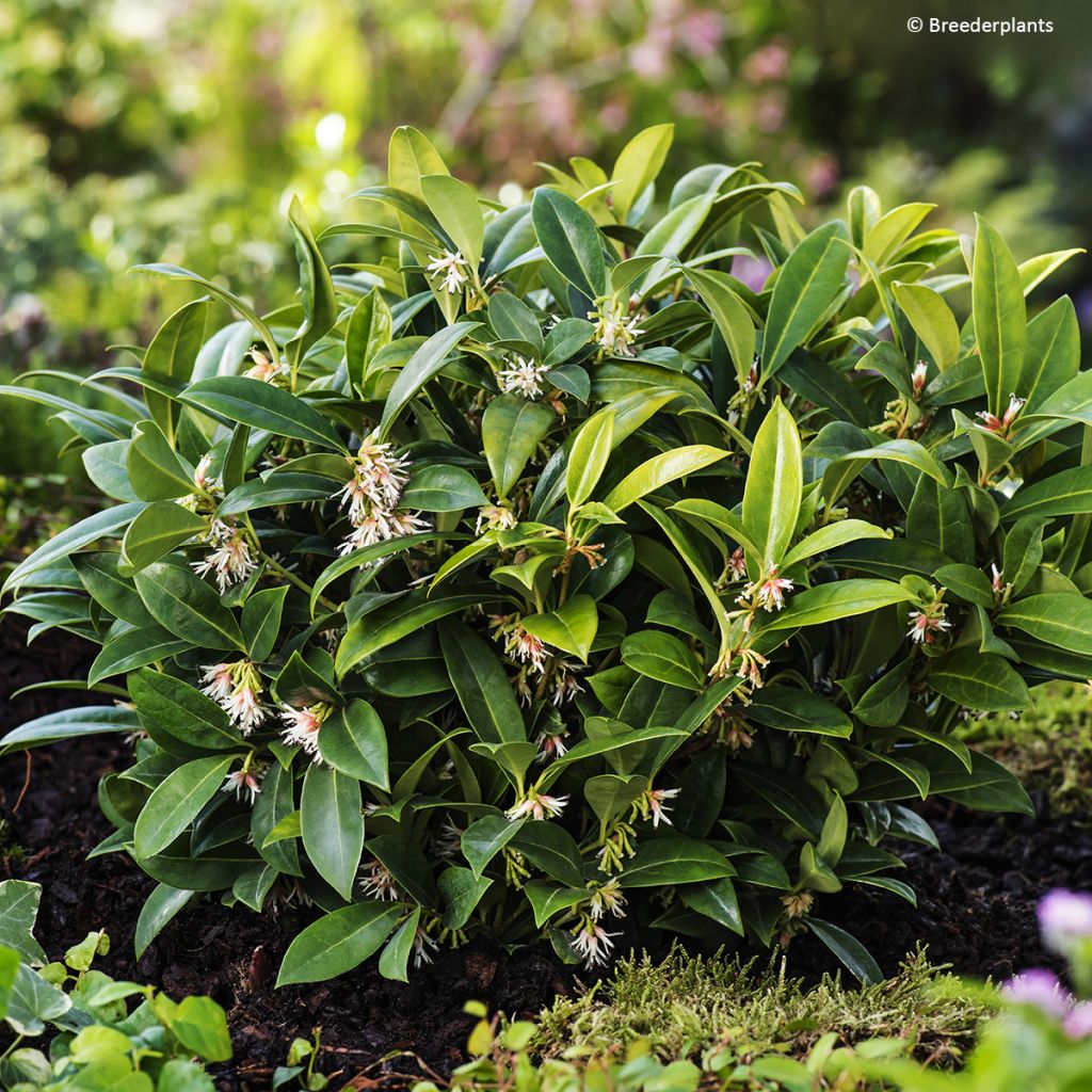 Sarcococca hookeriana var. humilis Fragrant Mountain - Vleesbes