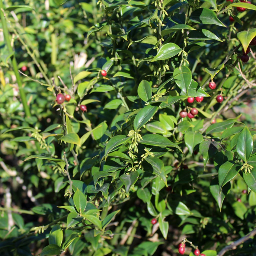Sarcococca ruscifolia - Vleesbes