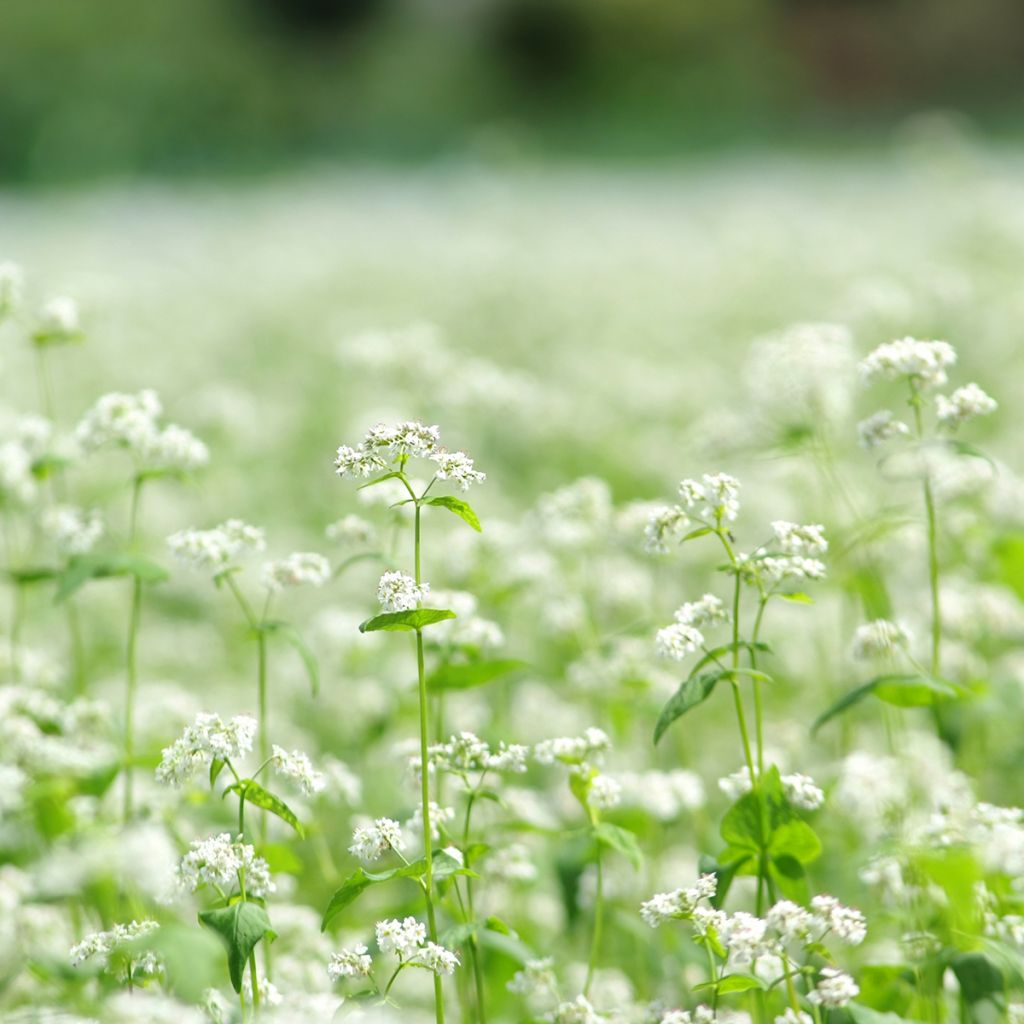 Boekweit BIO groenbemester - Fagopyrum esculentum