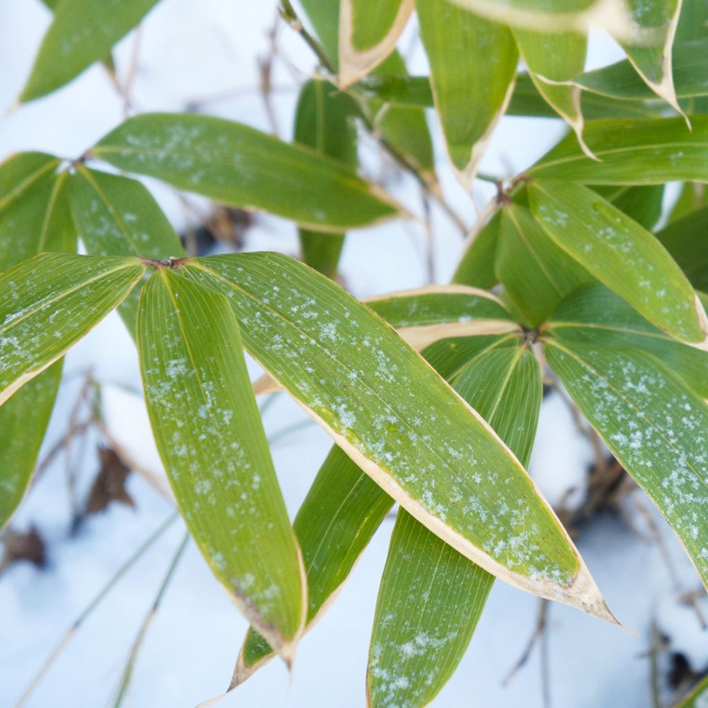 Sasa kurilensis - Palmbamboe