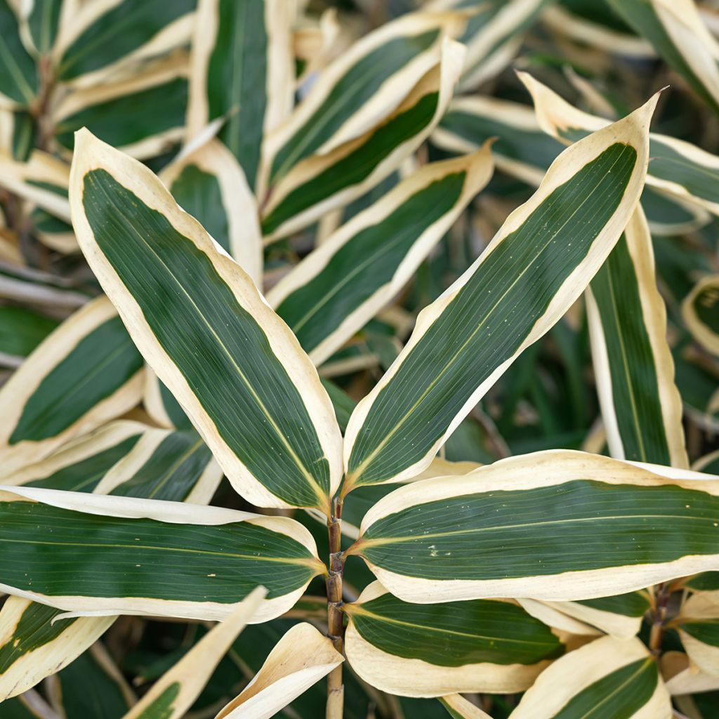 Sasa veitchii - Palmbamboe