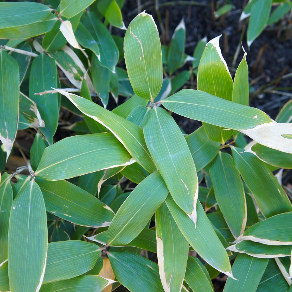 Sasa veitchii - Palmbamboe