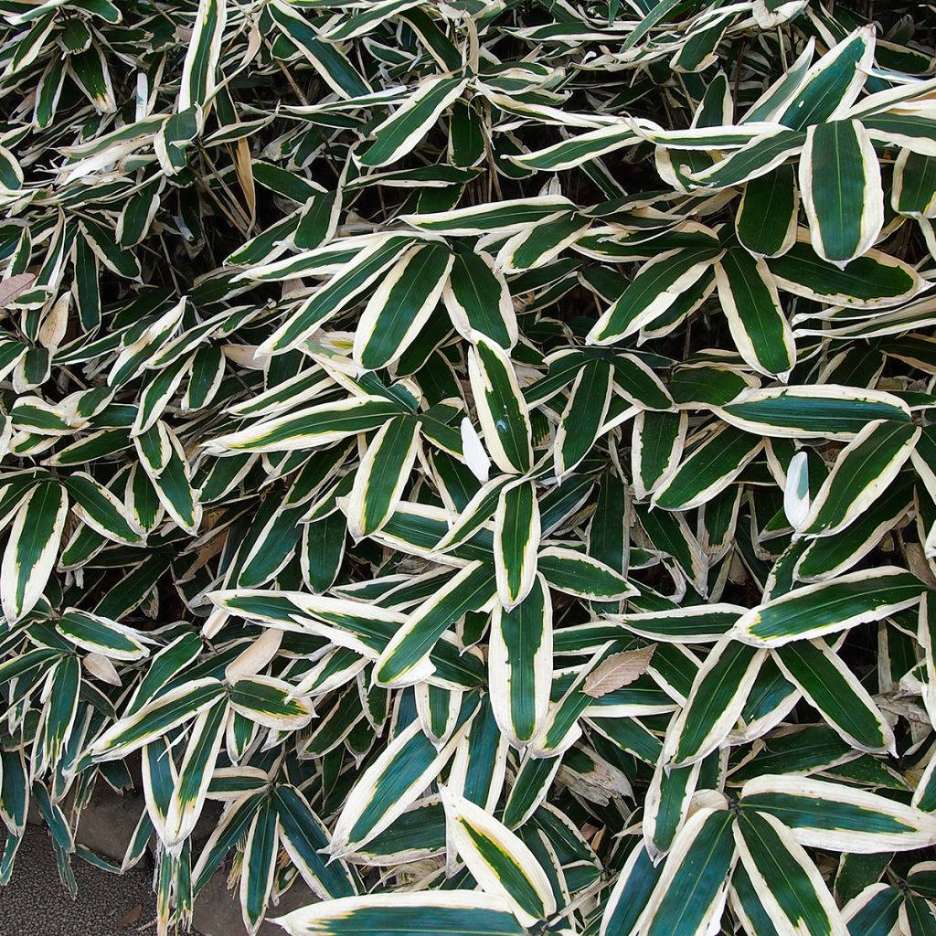 Sasa veitchii - Palmbamboe