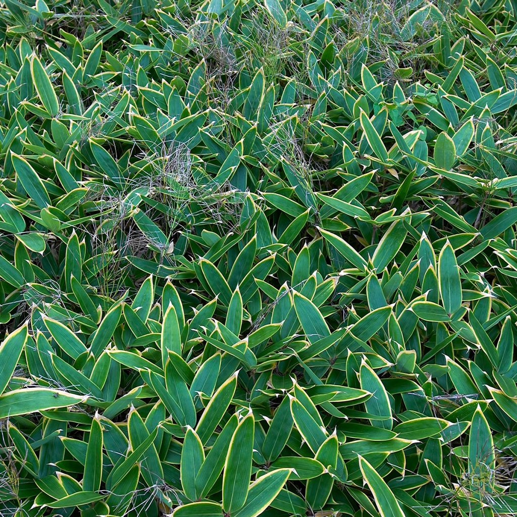 Sasa veitchii - Palmbamboe