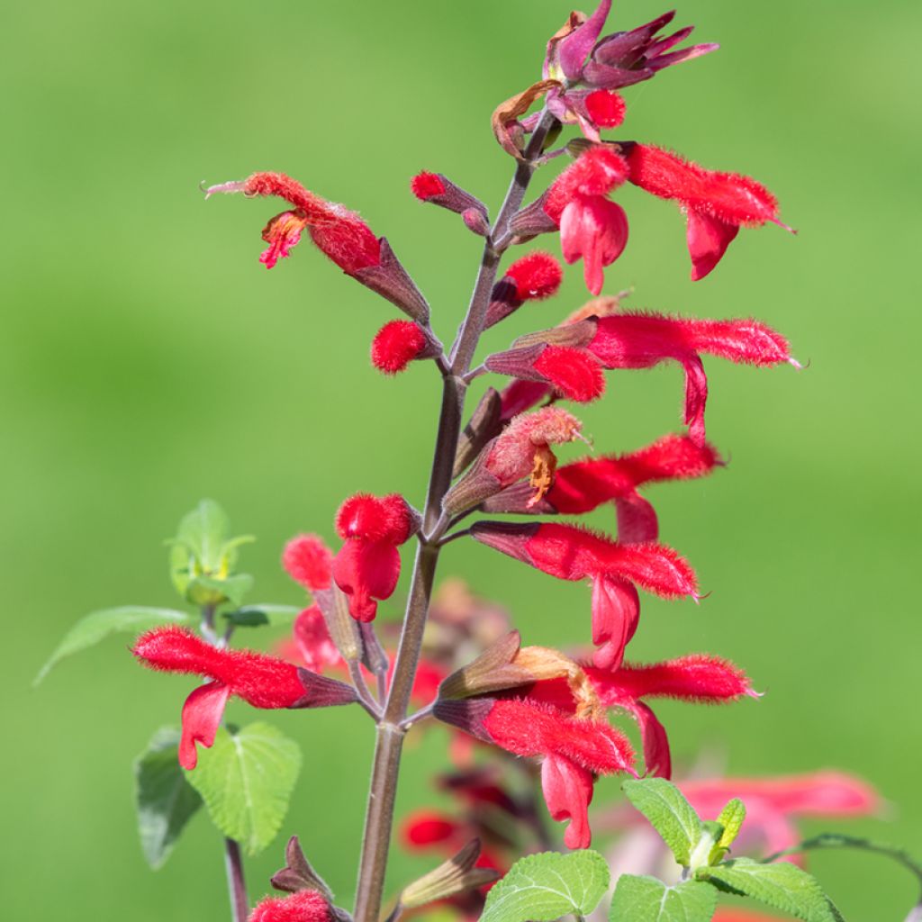 Salvia elegans Pineapple - Ananassalie