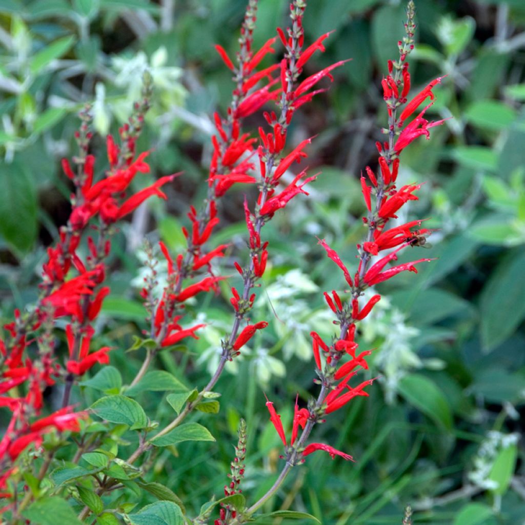 Salvia elegans Pineapple - Ananassalie
