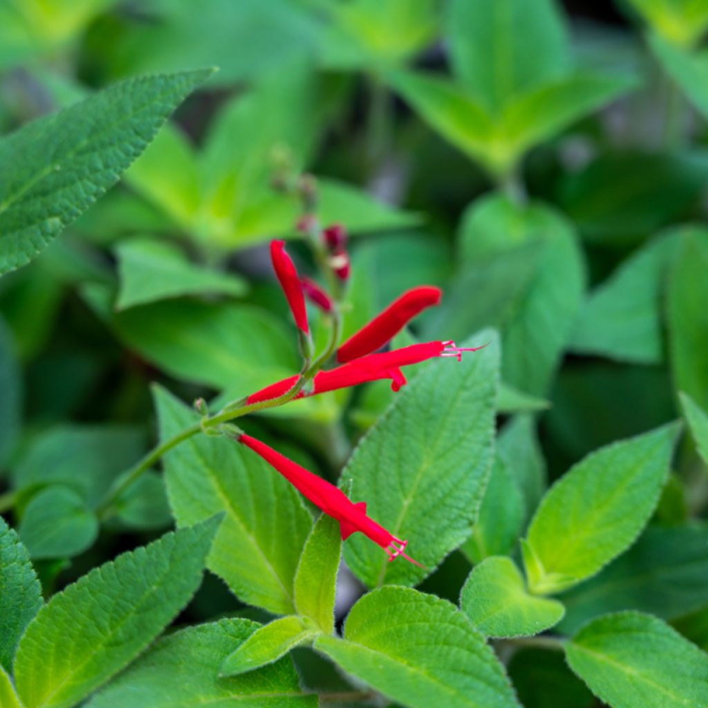 Salvia elegans Pineapple - Ananassalie