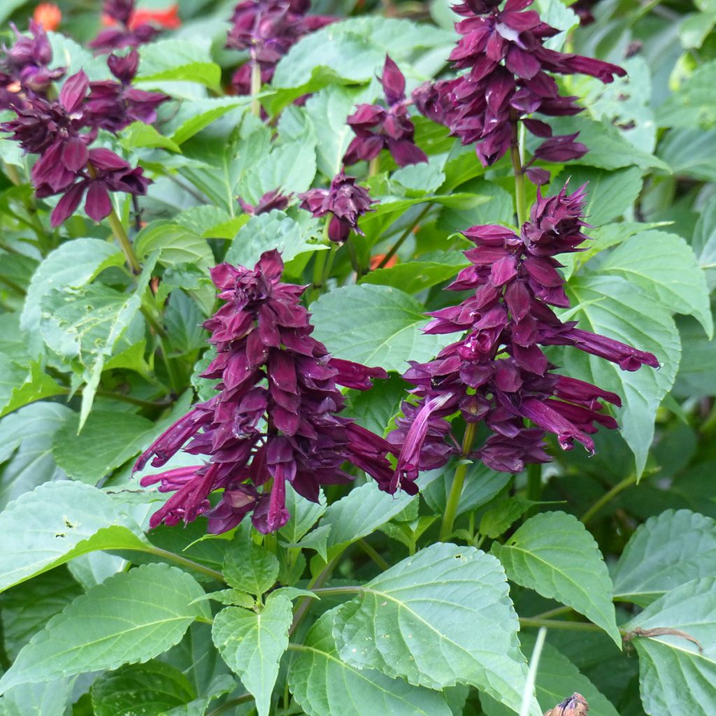 Salvia Gogo Purple - Vuursalie