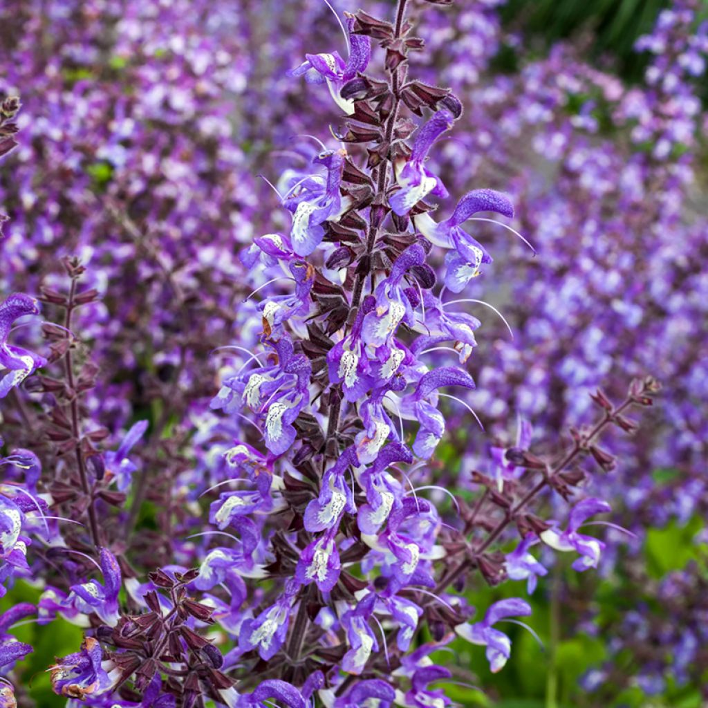 Salvia forsskaolei - Salie