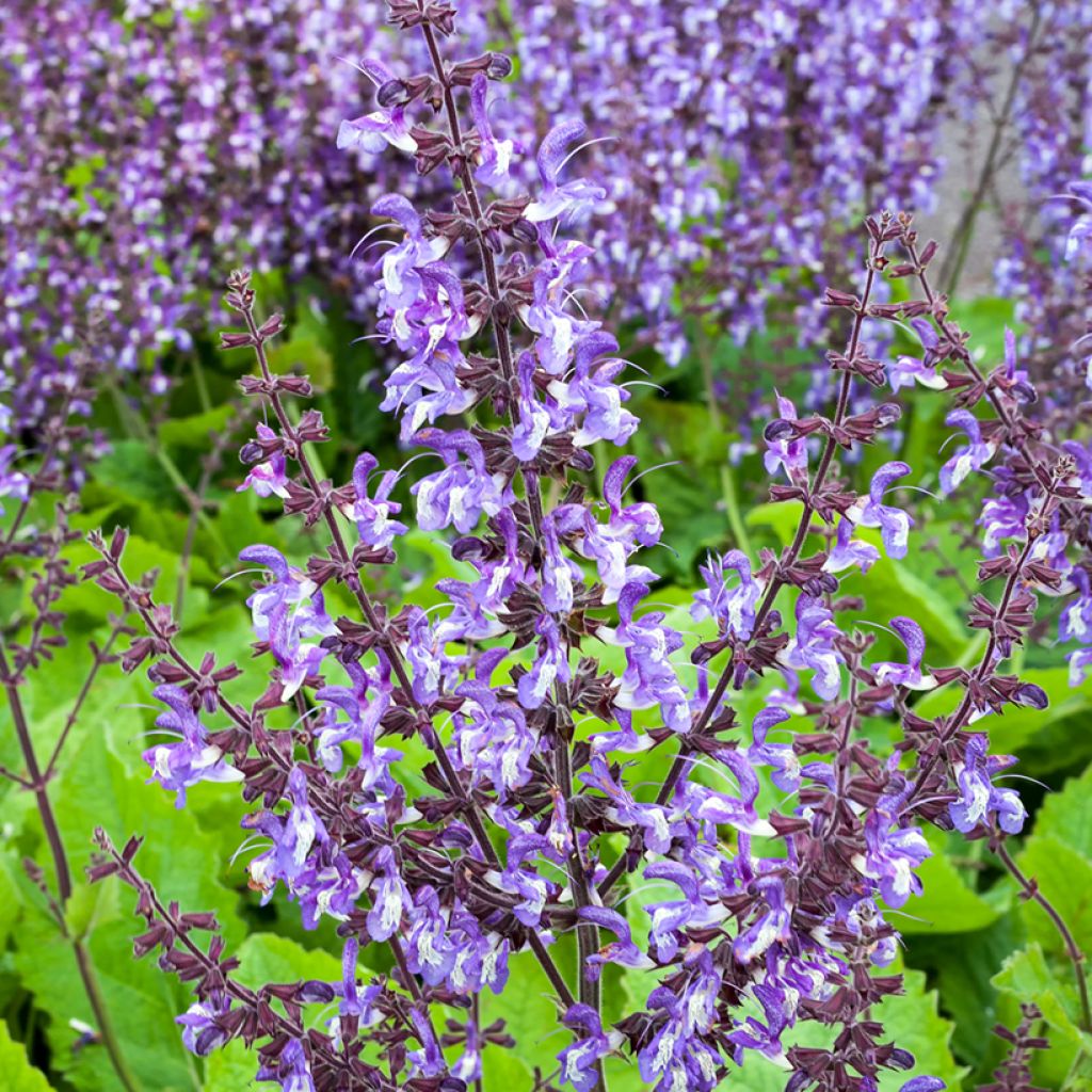 Salvia forsskaolei - Salie