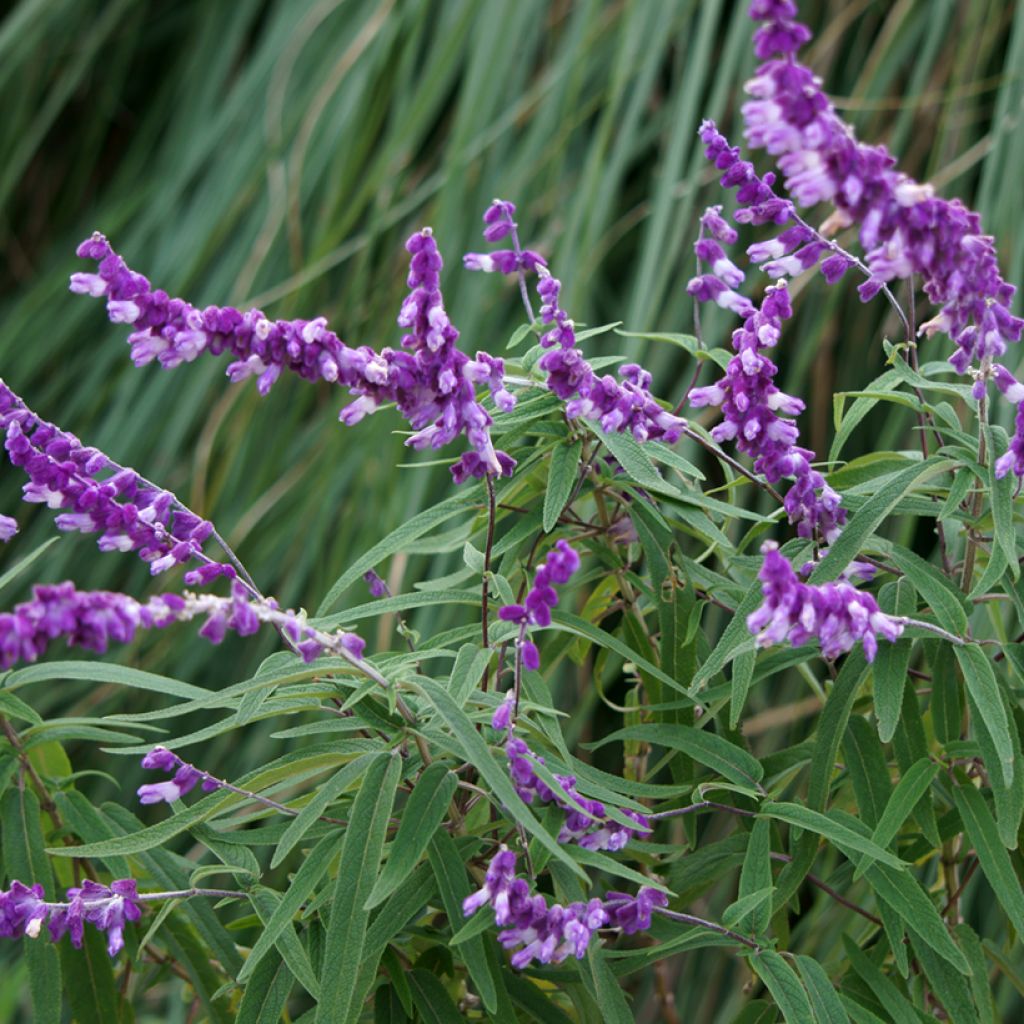 Salvia leucantha - Mexicaanse salie