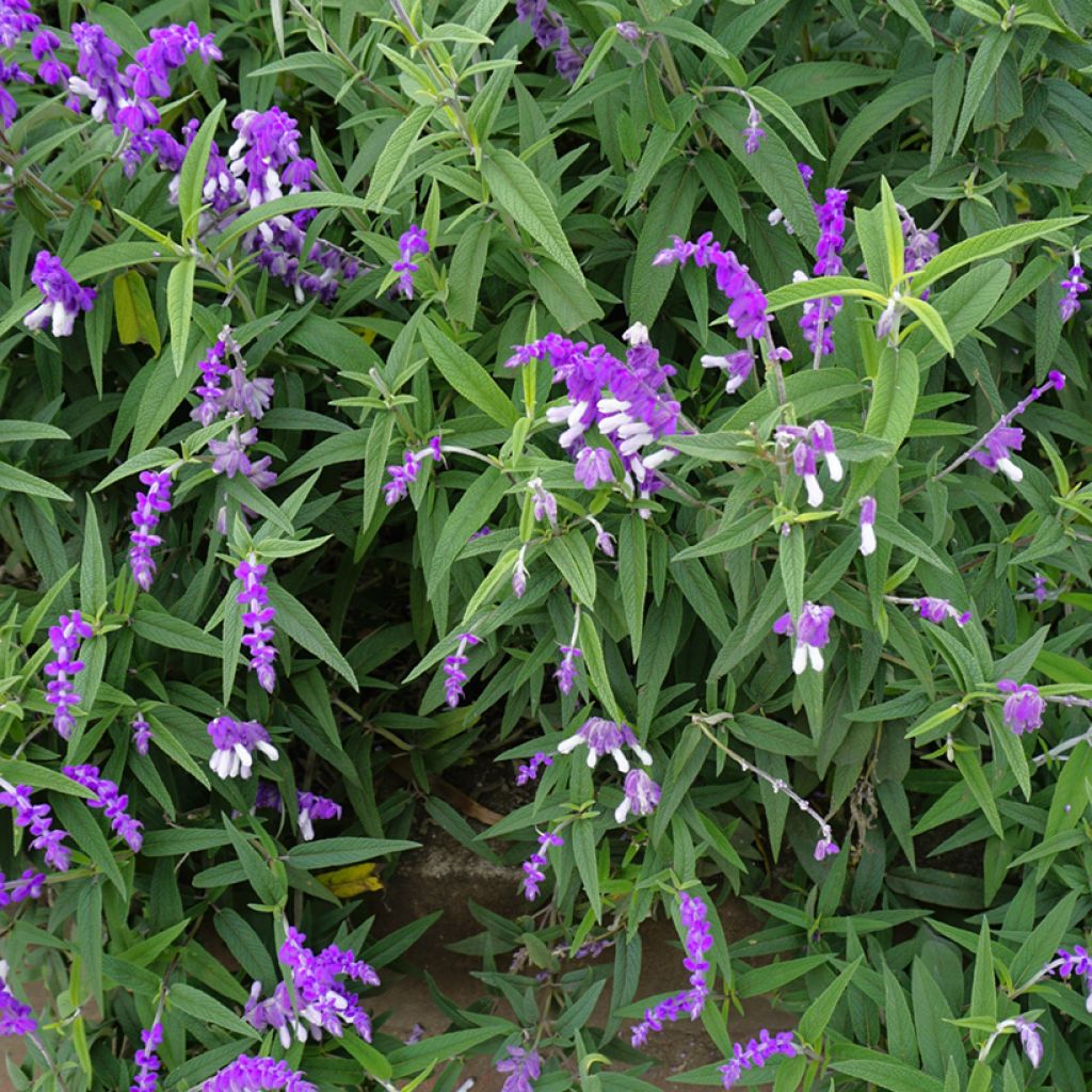 Salvia leucantha - Mexicaanse salie