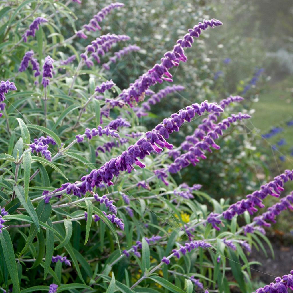 Salvia leucantha - Mexicaanse salie