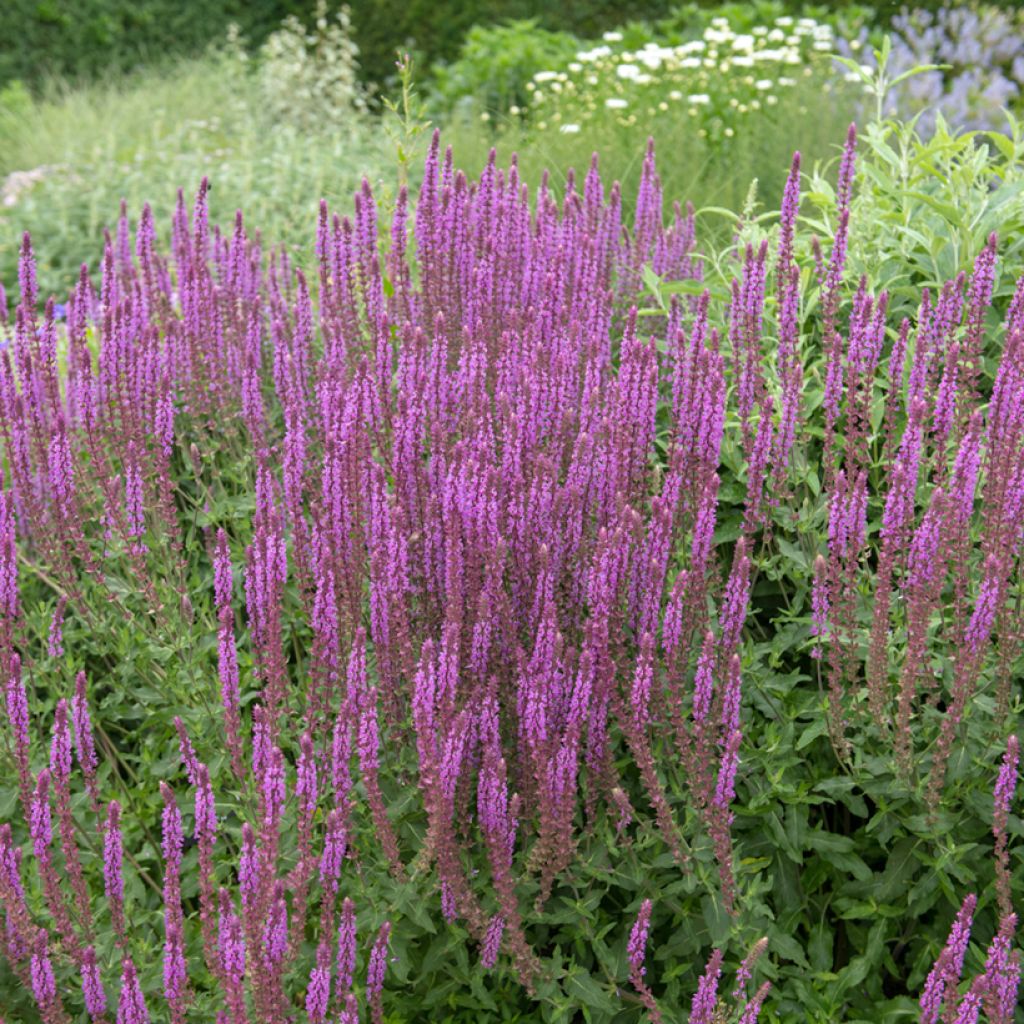 Salvia nemorosa Amethyst - Bossalie