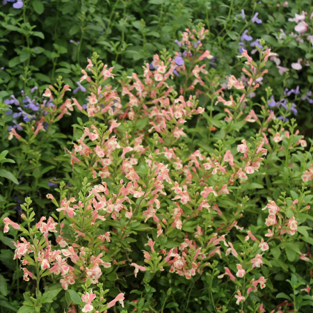 Salvia jamensis Belle de Loire - Struiksalie