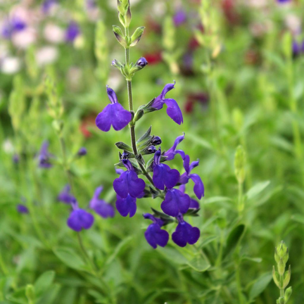 Salvia microphylla Blue Note - Struiksalie