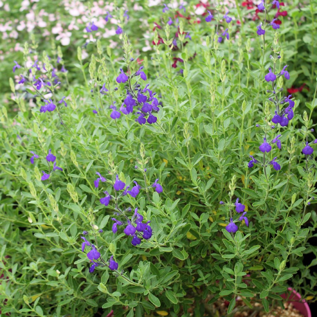 Salvia microphylla Blue Note - Struiksalie
