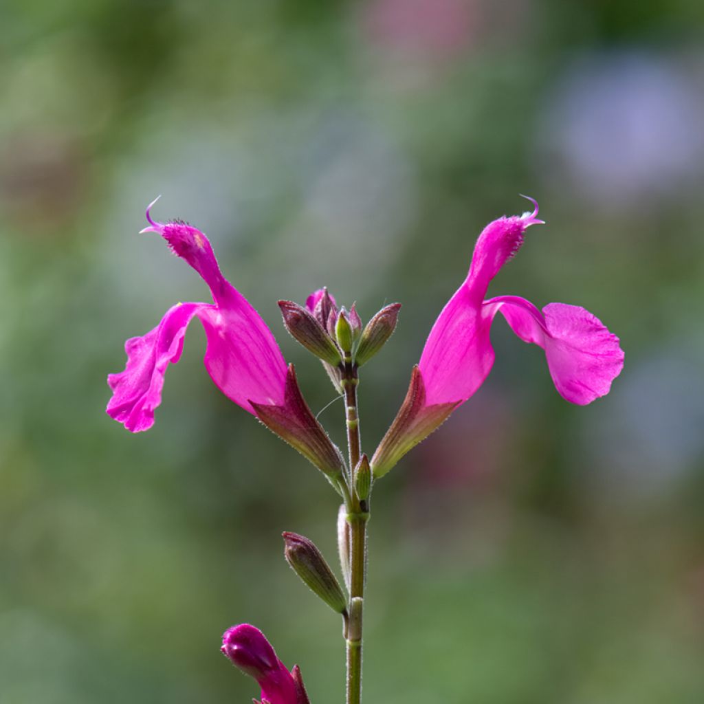 Salvia microphylla Cerro Potosi - Struiksalie