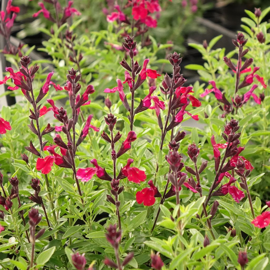 Salvia greggii Mirage Burgundy - Herfstsalie