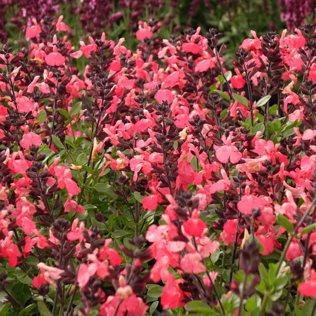 Salvia greggii Mirage Salmon - Herfstsalie