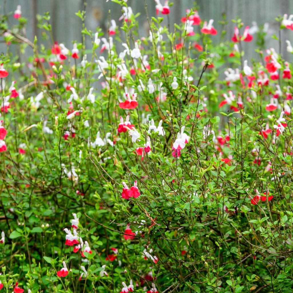 Salvia microphylla Hot Lips - Struiksalie
