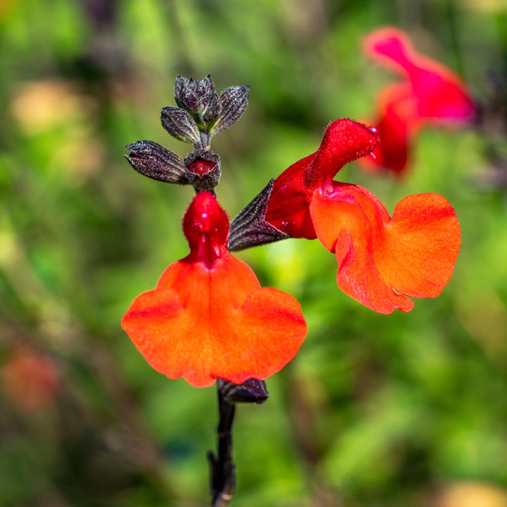 Salvia microphylla Royal Bumble - Struiksalie