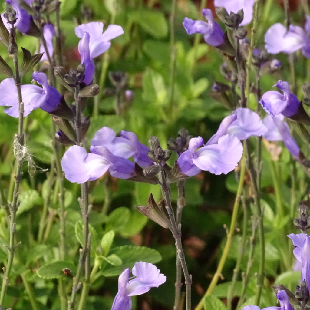 Salvia microphylla So Cool Pale Blue - Struiksalie